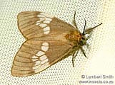 Palasea albimacula